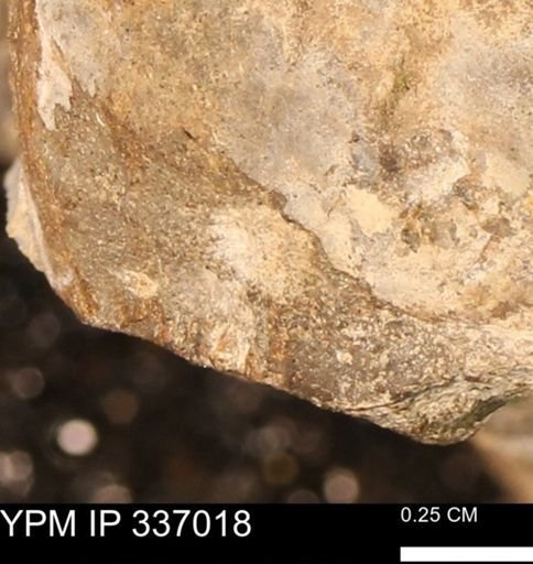 undet. Mollusca