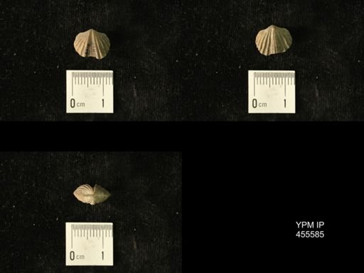 Platystrophia laticosta