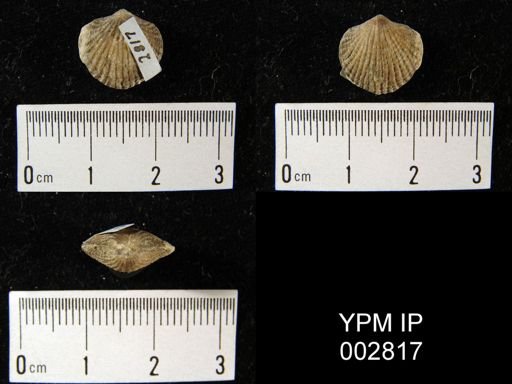 undet. Atrypidae