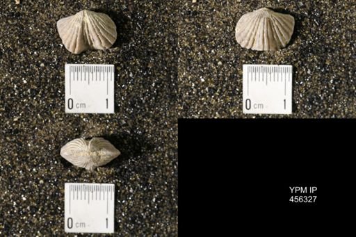 Platystrophia biforata