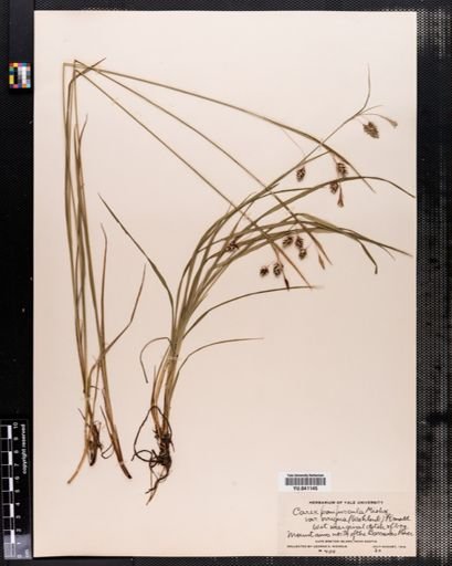 Carex paupercula