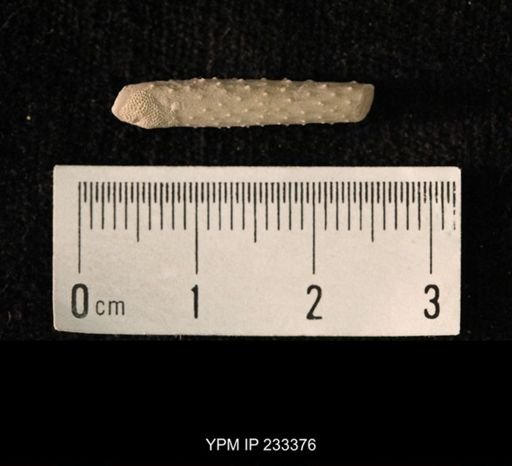 Archaeocidaris sp.