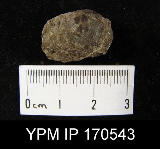 Tritoechia sp.