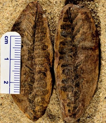 Spiropteris sp.