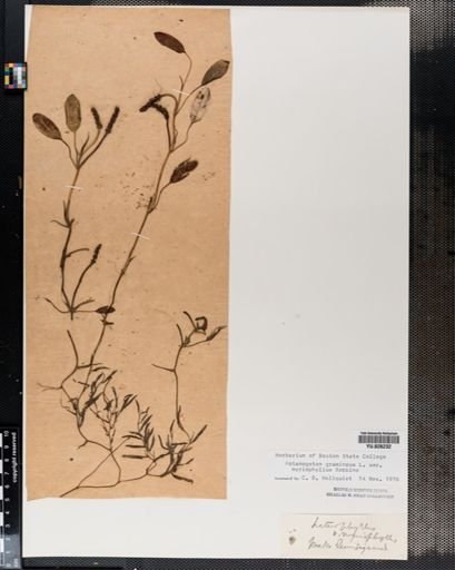 Plantae