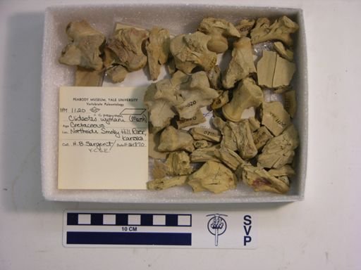 Clidastes wymani