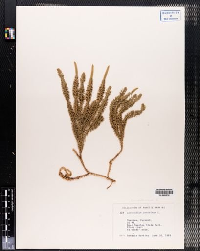 Lycopodium annotinum