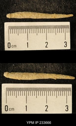 Archaeocidaris sp.