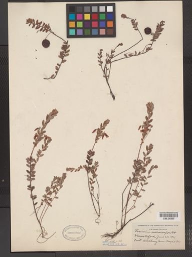 Vaccinium macrocarpon
