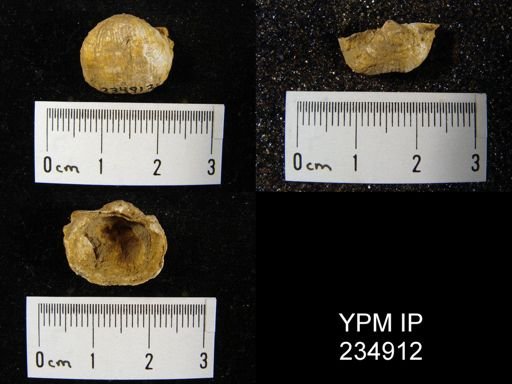 Marginifera fragilis