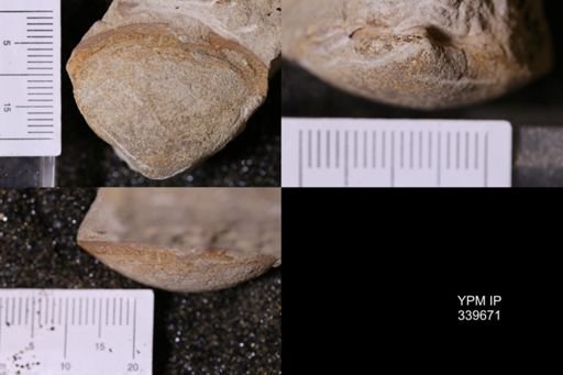 Mactra warreniana