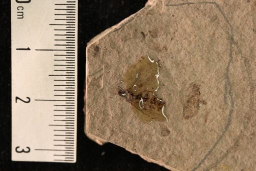 Formica robusta