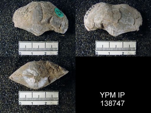 Athyris subexpansa