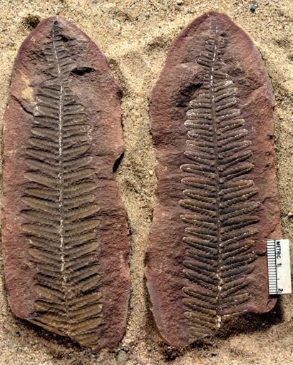Pecopteris