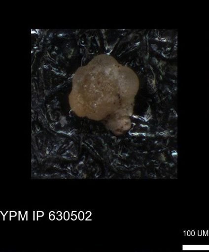 undet. Foraminiferida