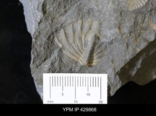 Bellacartwrightia
