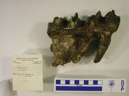 Mammut americanum