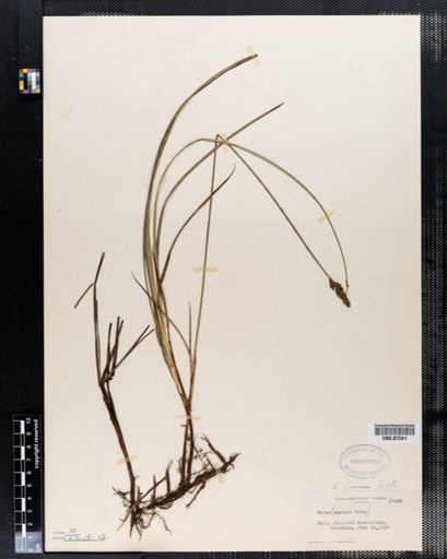 Carex foenea