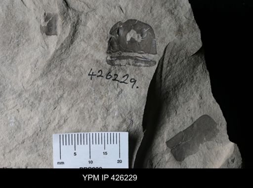 Eurypterus sp.