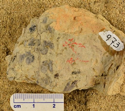 Triphyllopteris rarinervis