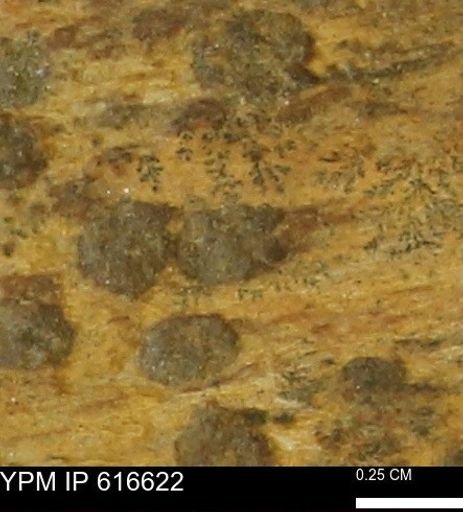 Teredo sp.