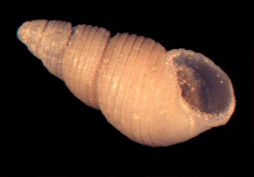 Odostomia labradorensis