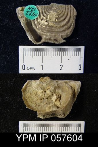 Leptaena rhomboidalis