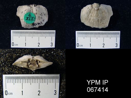 Dalmanella subcarinata