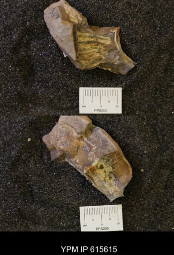 undet. Scaphitidae