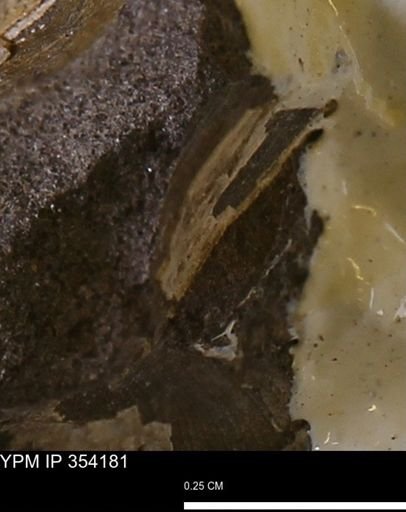 undet. Bivalvia