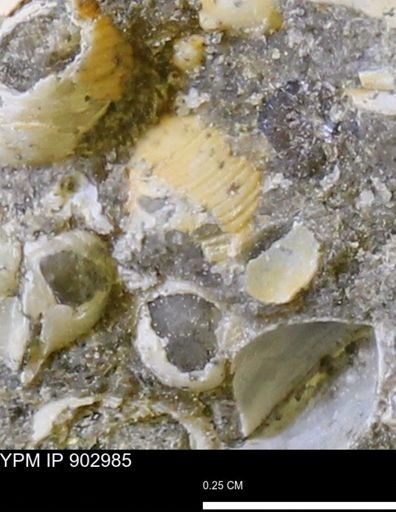 Corbulamella gregaria