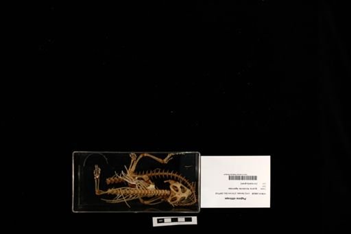 Pogona vitticeps
