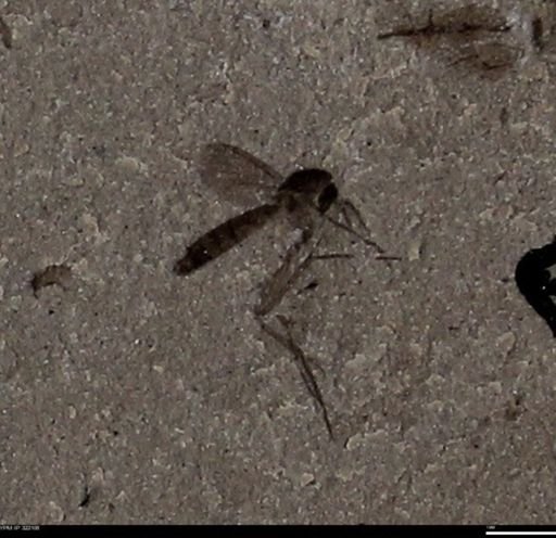 undet. Diptera