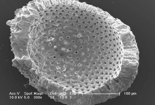 Globigerinoides sacculifer