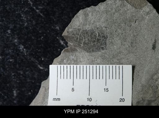 undet. Eurypterida