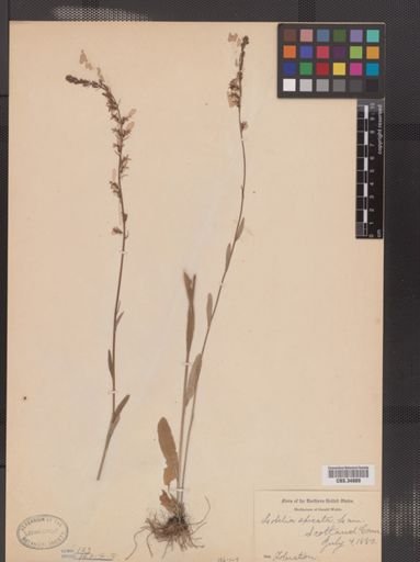 Lobelia spicata