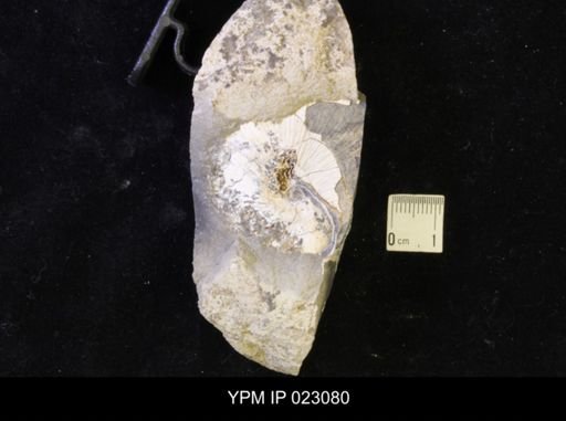 Hoploscaphites melloi