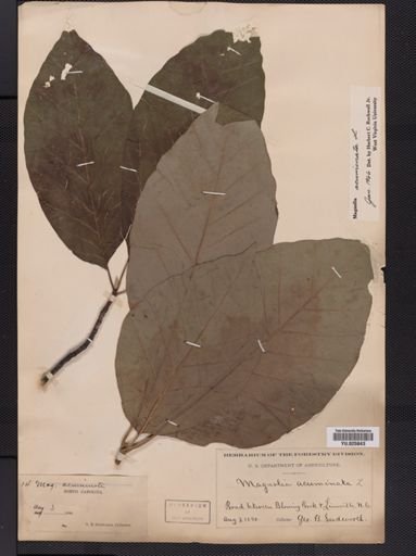 Magnolia acuminata