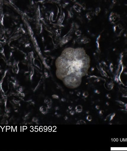 undet. Foraminiferida