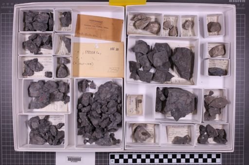 mixed taxa, stratigraphic collection