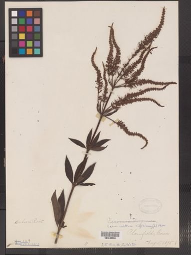 Veronicastrum virginicum