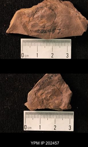 Holcoptera schlotheimi