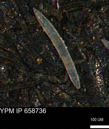 undet. Porifera