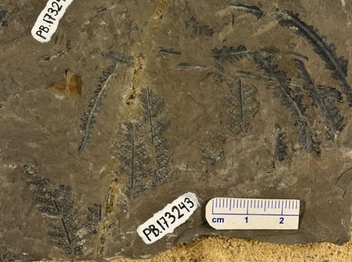 Pecopteris sp.