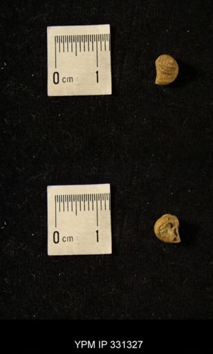 Phymatopleura lineatus