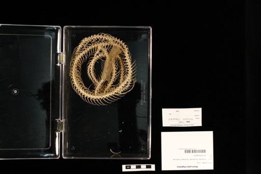 Masticophis flagellum