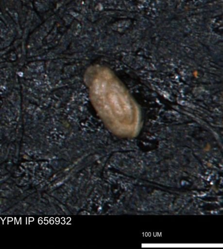 Miliammina cf. sproulei