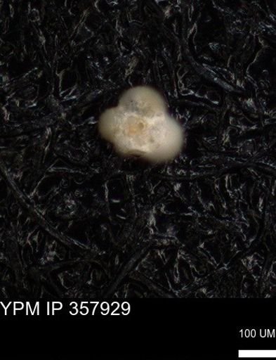 undet. Foraminiferida