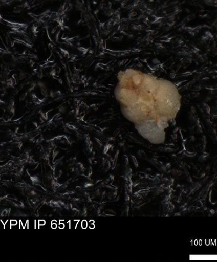 undet. Heterohelicidae