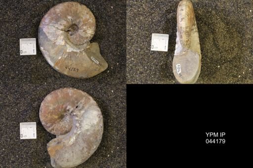 Hoploscaphites nicolletii